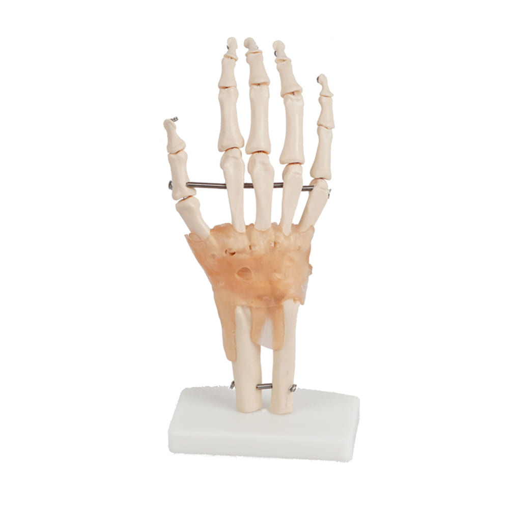 진산메디칼 손인대관절모형 인체 신체 관절 골격 손 근육