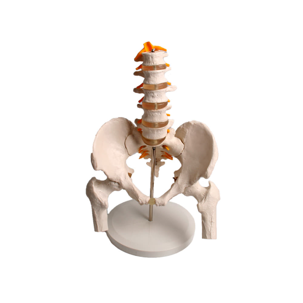 진산메디칼 요추골반모형 (대) 신체 인체 모형 관절 골반 뼈