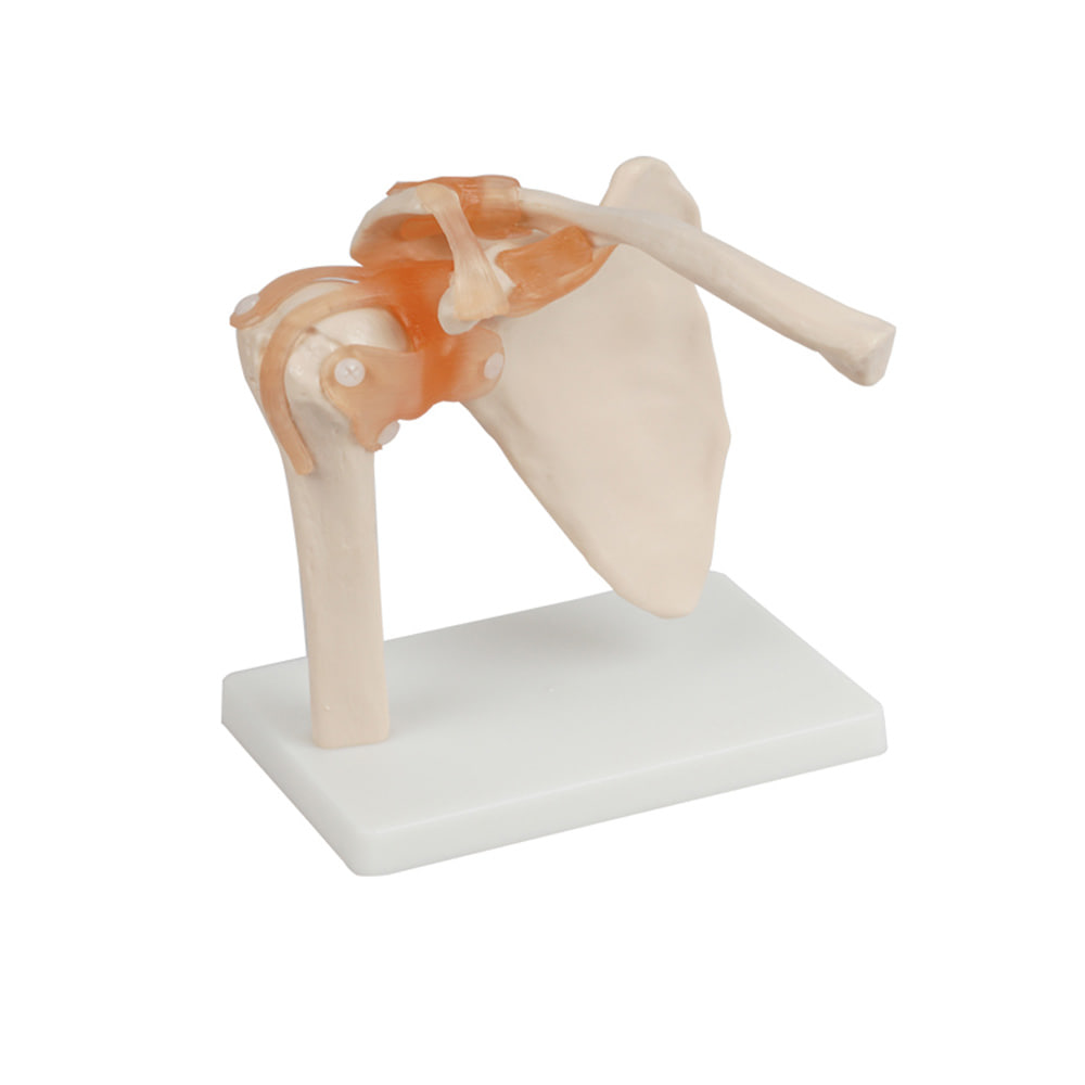 진산메디칼 어깨 관절모형 인체모형 뼈 근육 골격