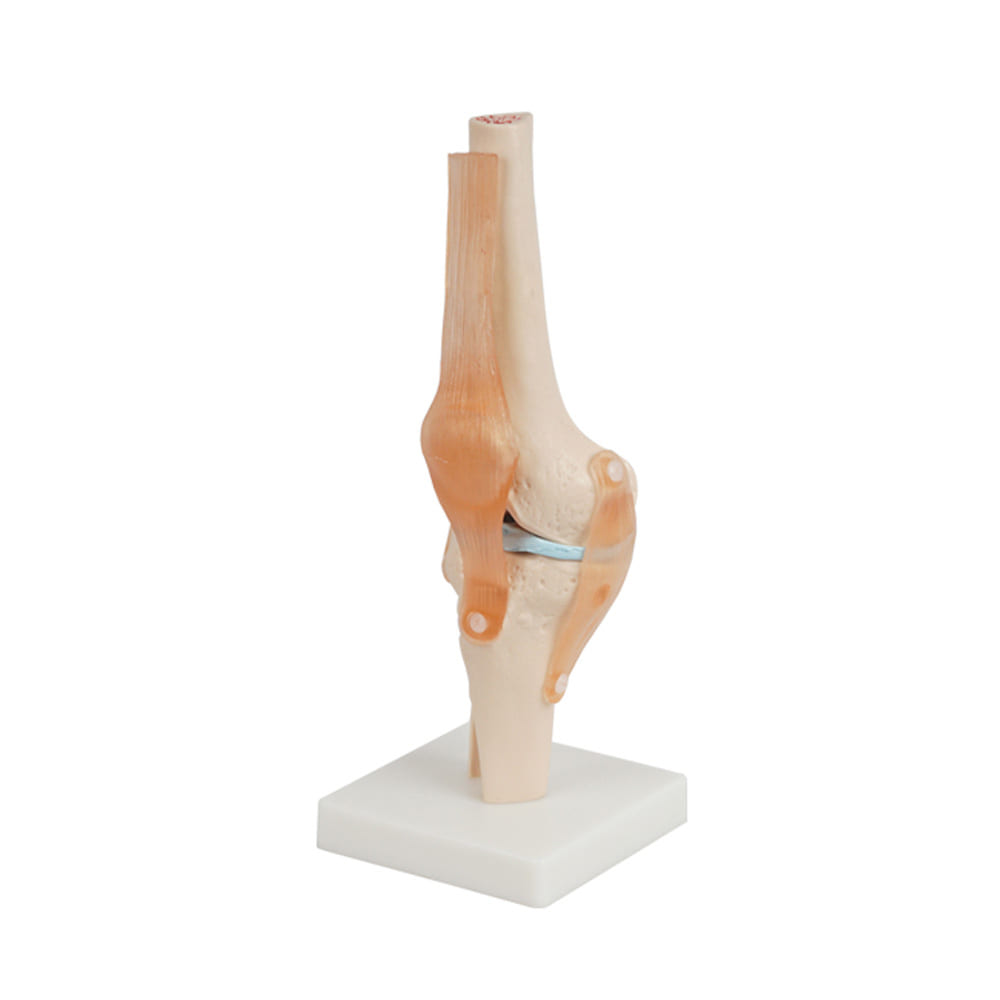 진산메디칼 무릎 관절모형 인체모형 뼈 근육