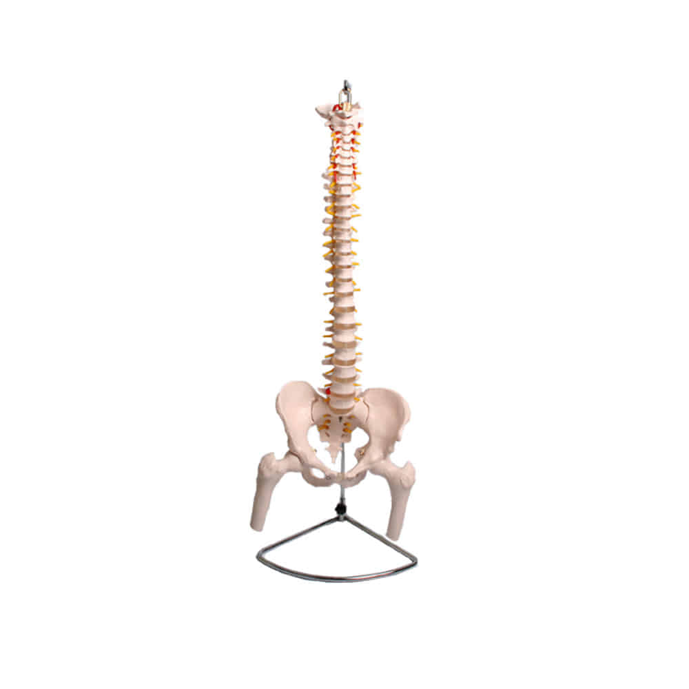 진산메디칼 척추모형 인체모형 뼈 근육 관절
