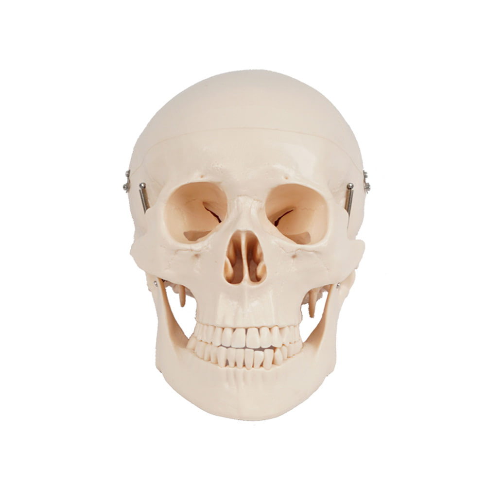 진산메디칼 두개골모형 (뇌비포함) 인체 골격모형 해골 뼈
