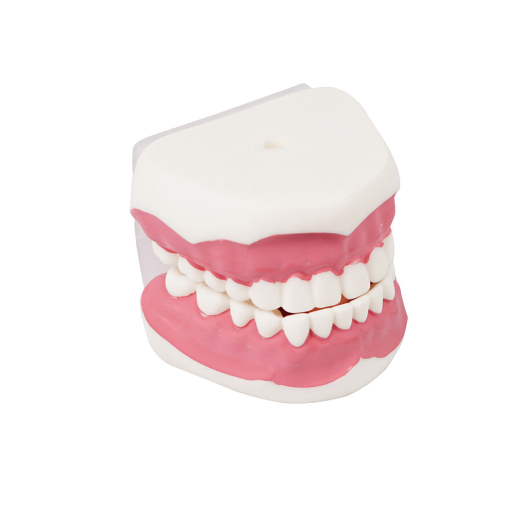진산메디칼 치아모형 (소) 치과 치아구조 양치교육 구강
