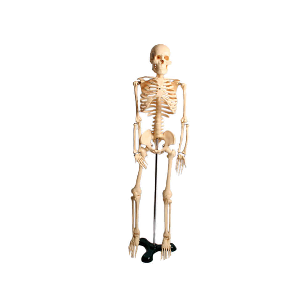 진산메디칼 전신골격모형 (중) 85cm 인체모형 신체 골격 신경 표시 관절 뼈